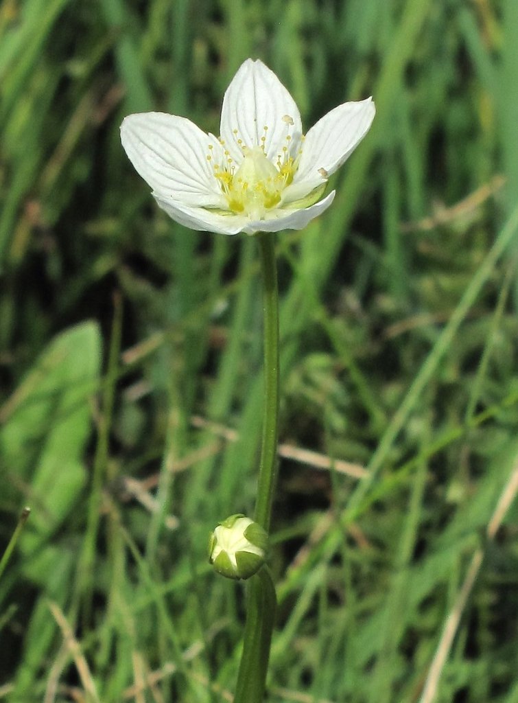 Parnassia palustris